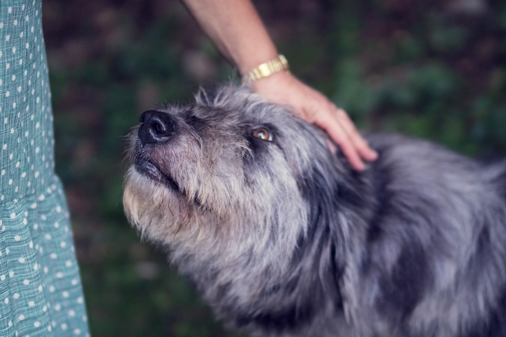 first-time dog owners