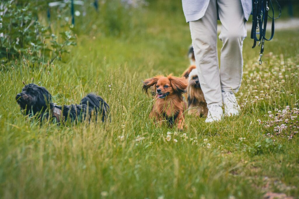 puppy nutrition