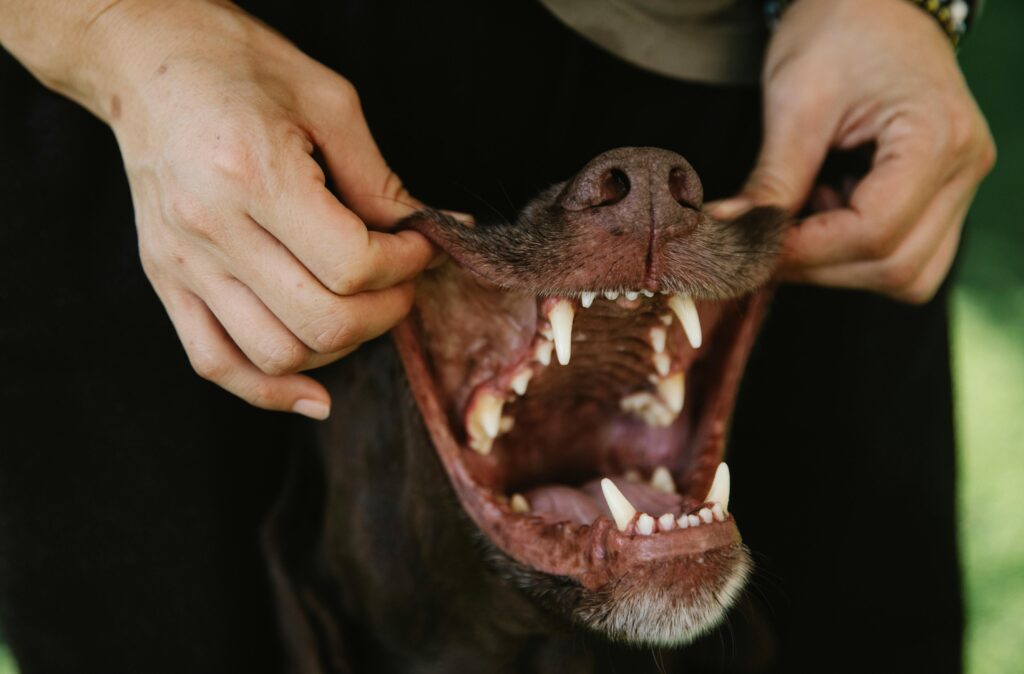 puppy dental care