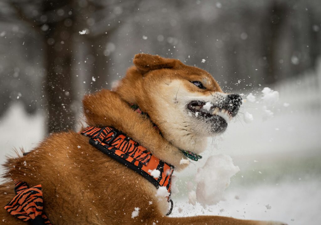 puppy zoomies