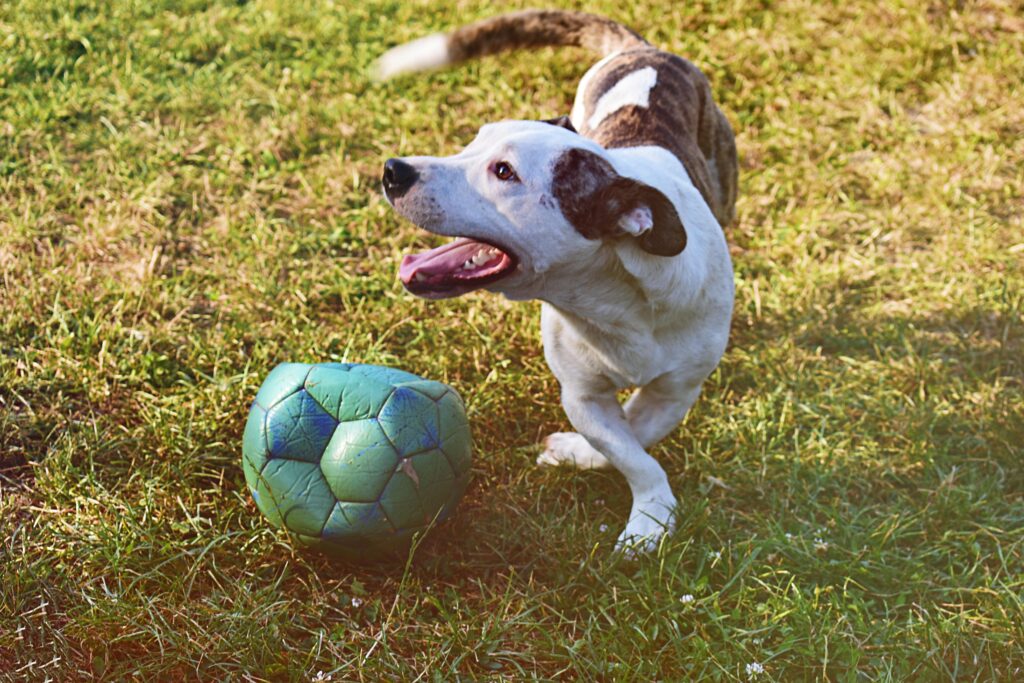 puppy training games