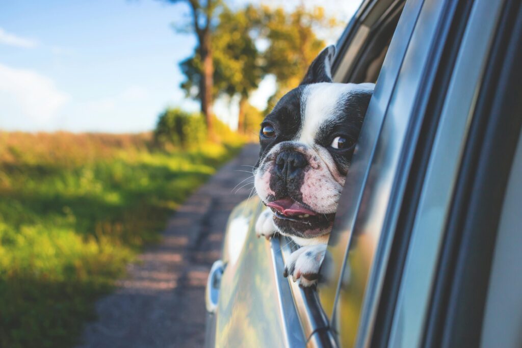 Traveling Safely With Your Puppy