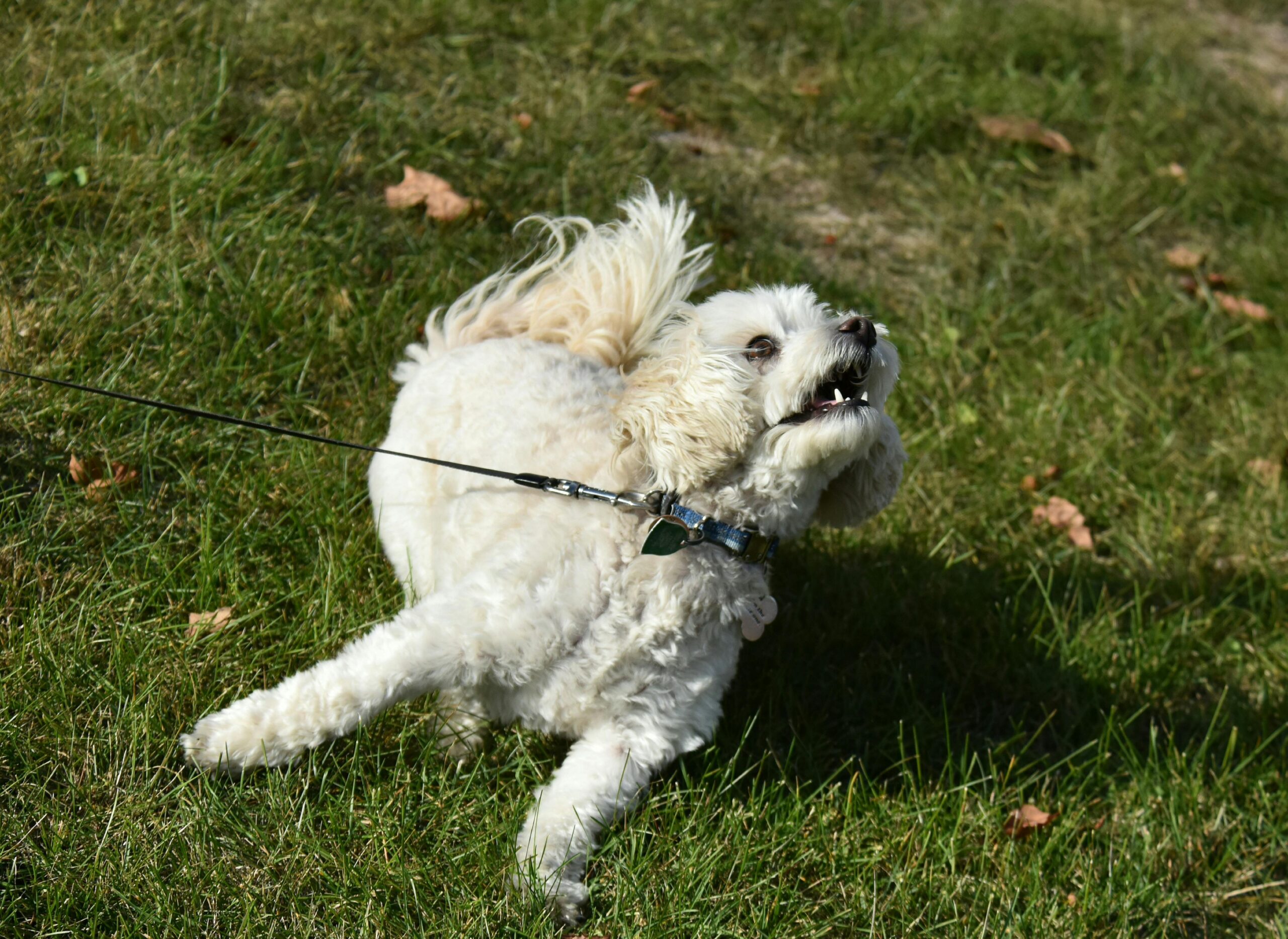 Socializing Your Puppy