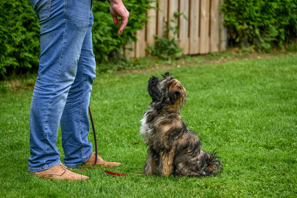 puppy leash training