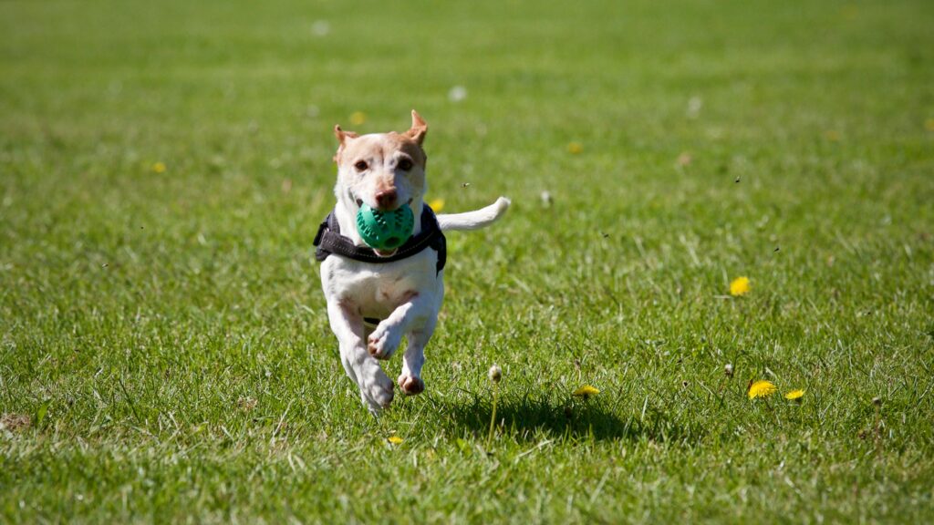 puppy training games