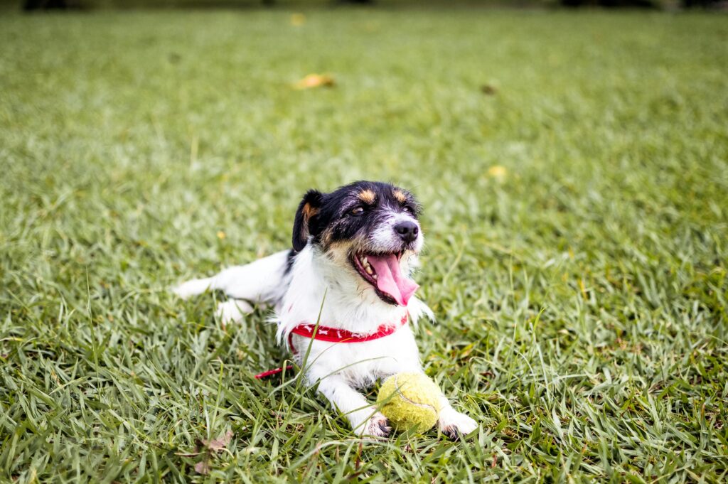 Puppy Focus and Obedience