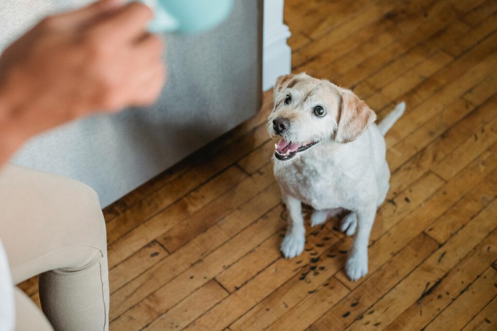 early puppy socialization