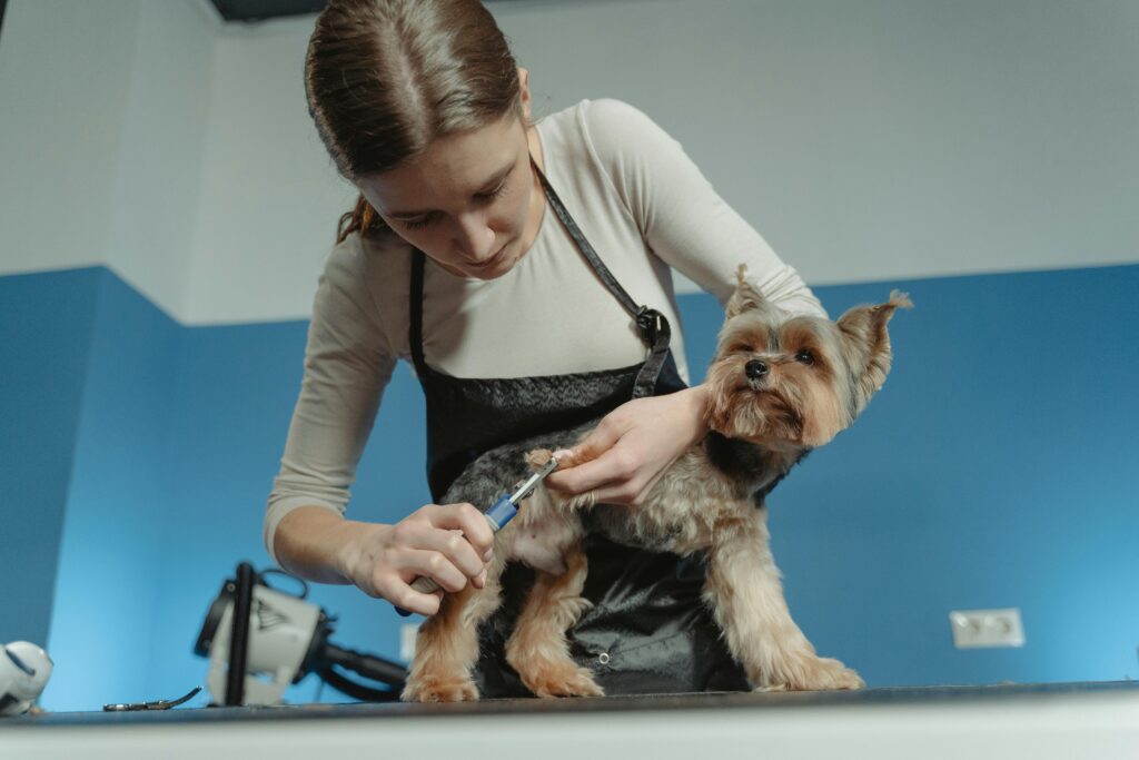 puppy grooming basics