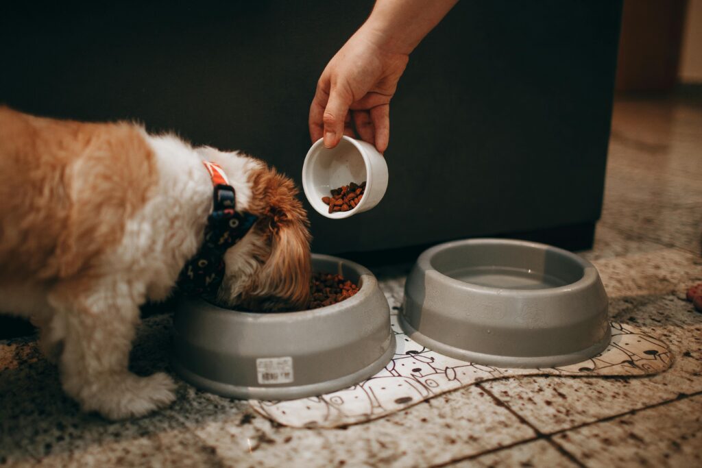 Best Puppy Diet