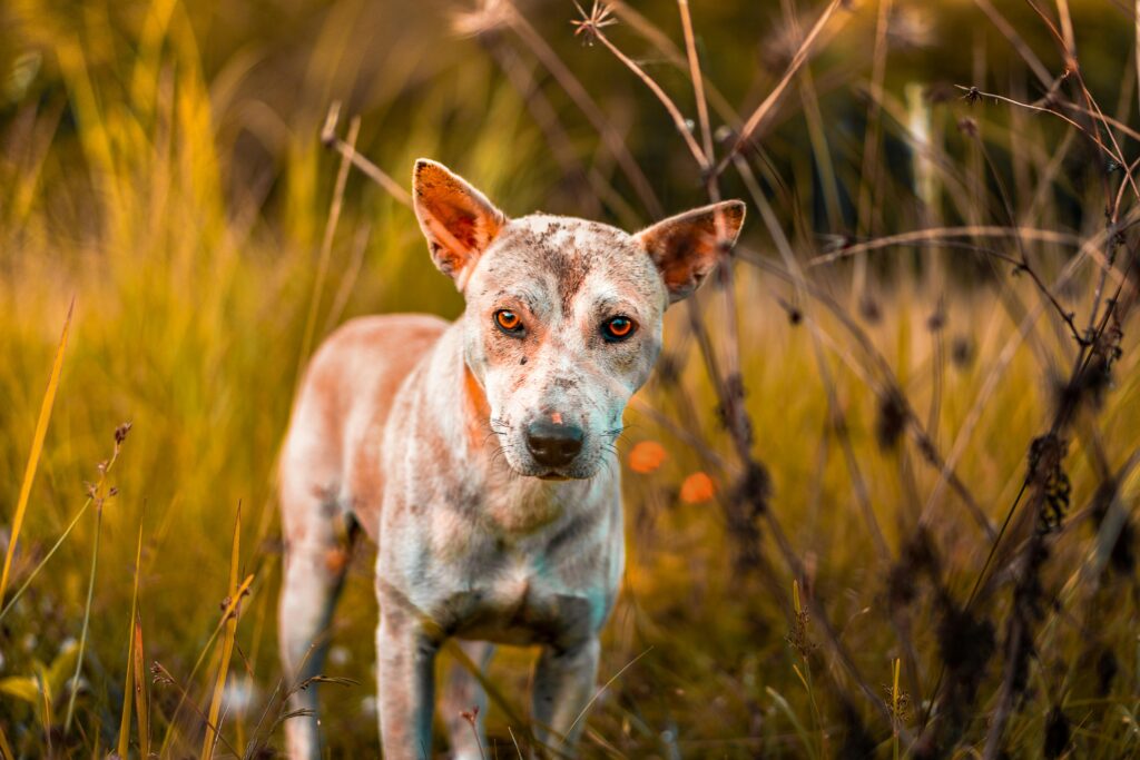 skin issues in puppies