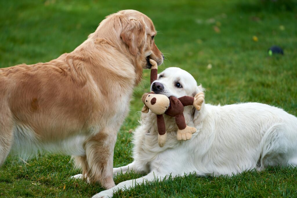 Fun Games to Play with Your Puppy