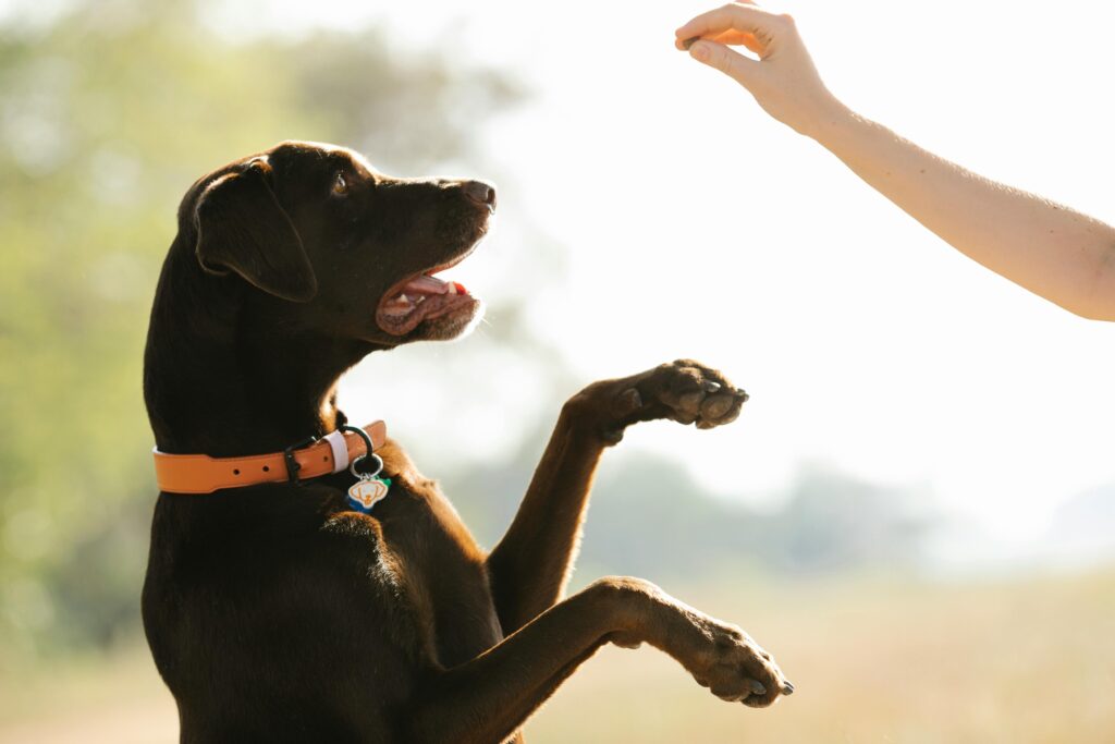 Puppy Training Success