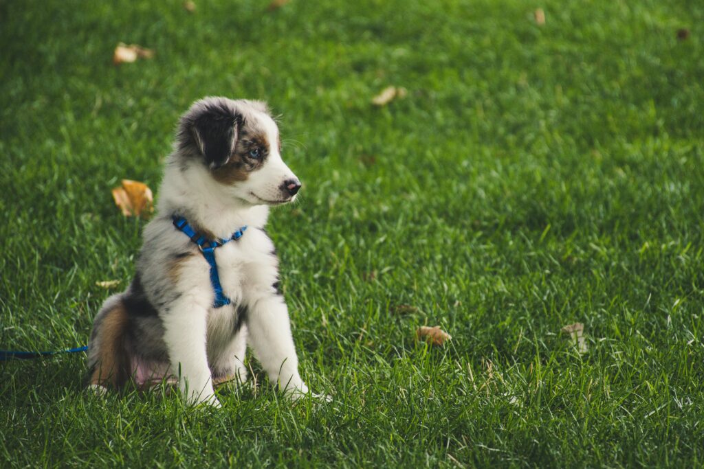 Training Through Play