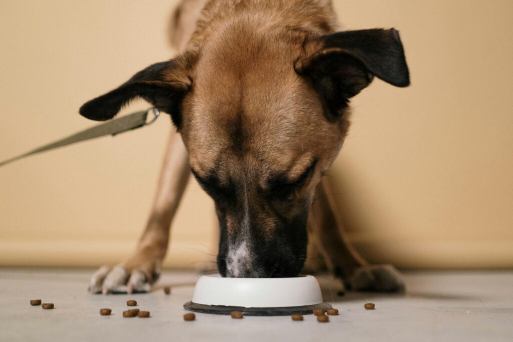 DIY Puppy Treat