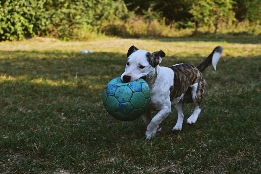 Quiet Games for Puppies