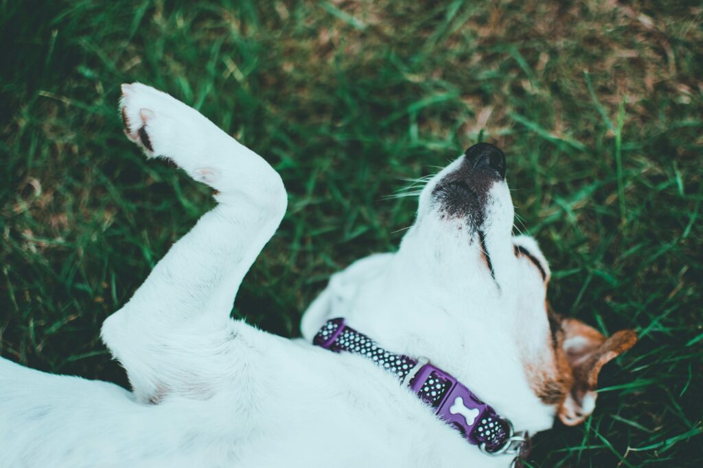 Focus Through Fun Puppy