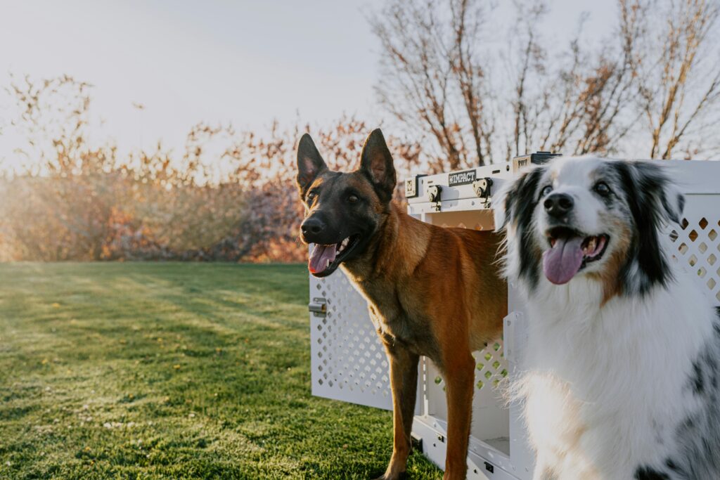 crate training your puppy