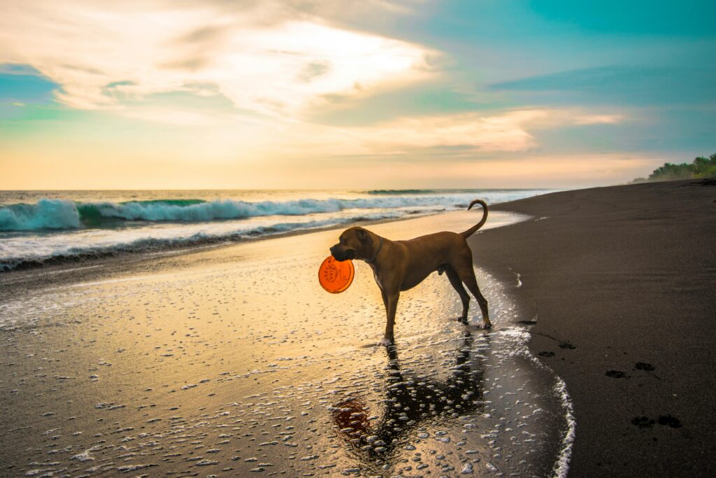 Play and Rewards for a Happy Puppy