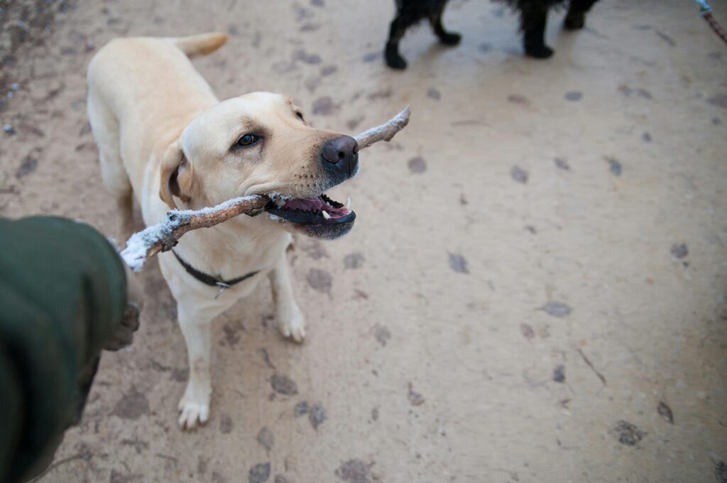 Puppy Tug-of-War