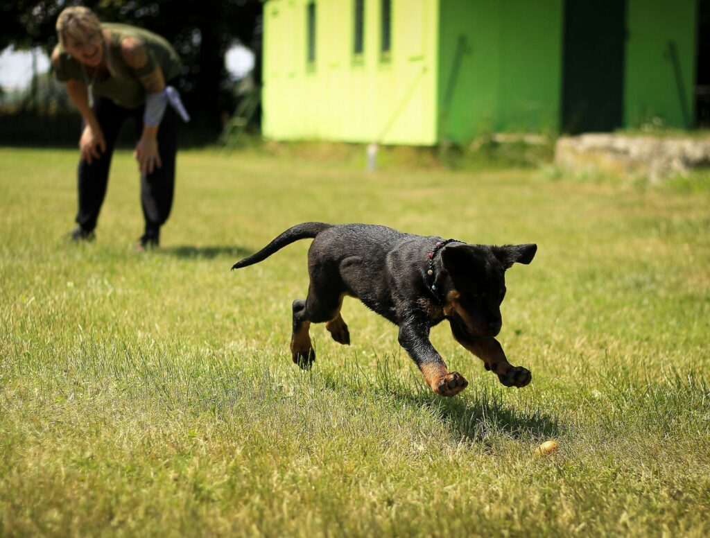 puppy playdate ideas