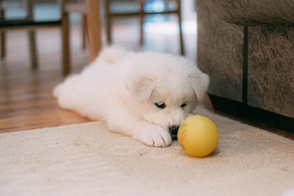 Puppy Playtime Strategies