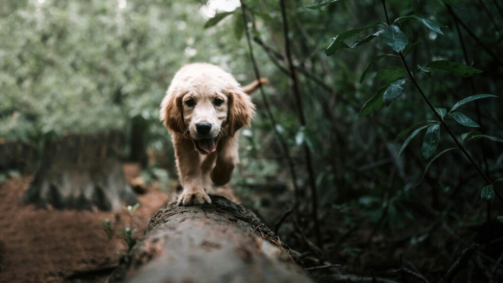 Exploring Nature with Your Puppy