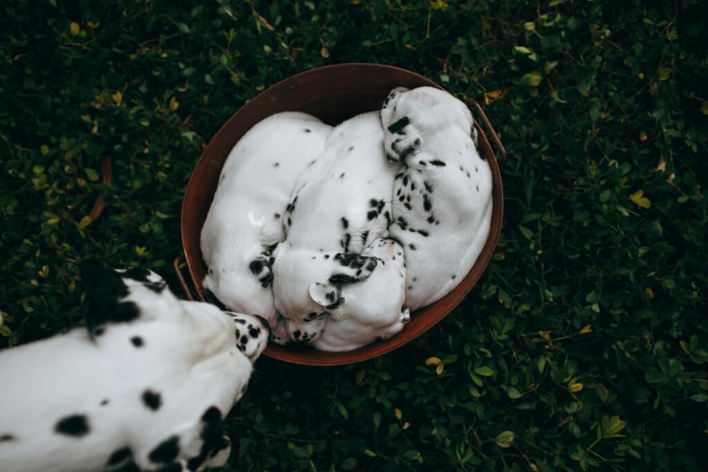 Puppy Sleep Patterns