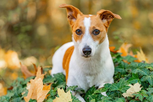 Happy and Healthy Puppy