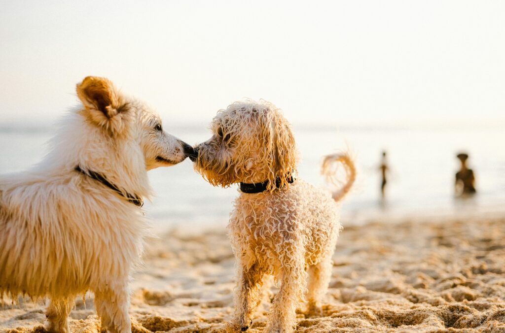 Summer Safety for Puppies