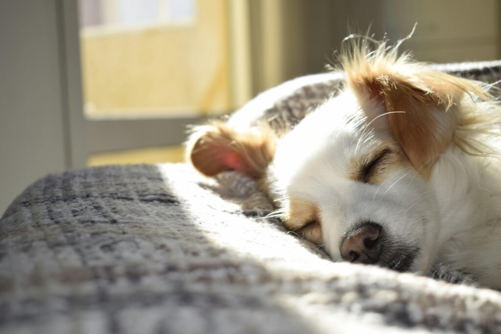 Keeping Your Puppy Cool