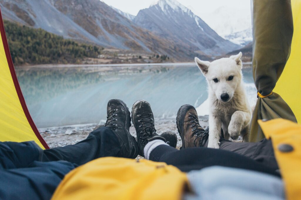 Camping with Puppies