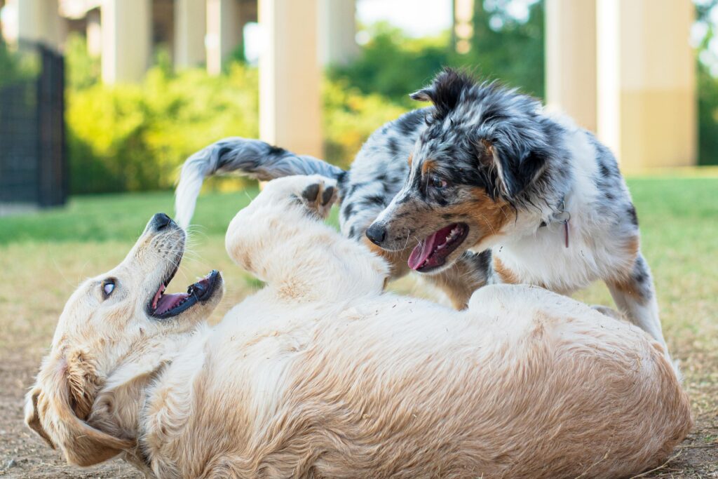 Puppy Nutrition in Texas