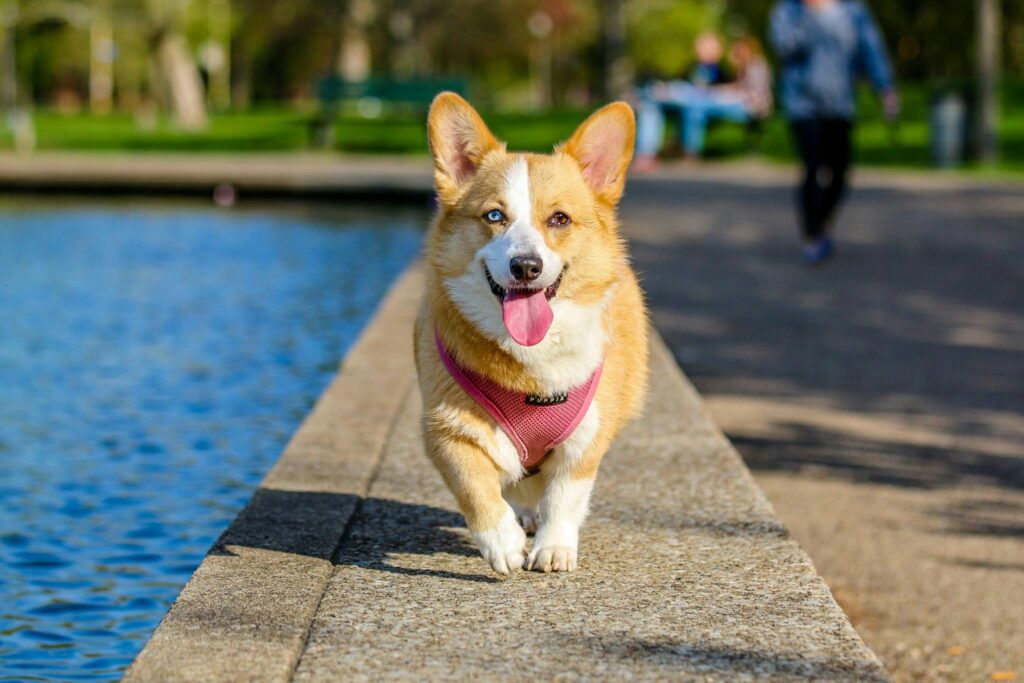 Puppy-Proofing Your Texas Home