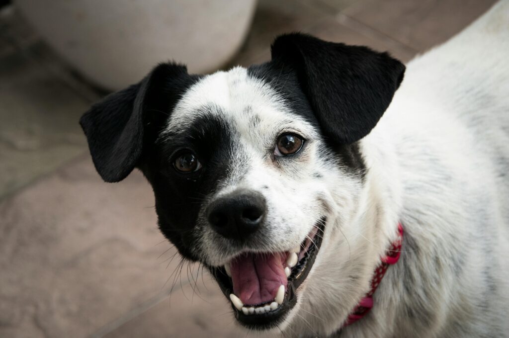 Raising a Happy Puppy in Texas