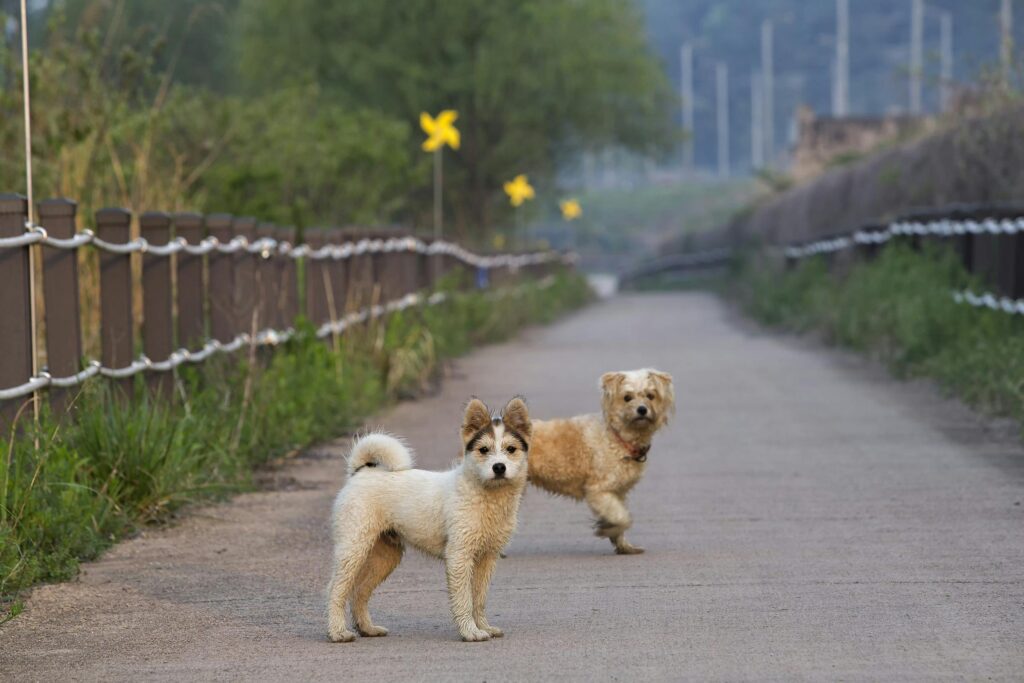 Best Puppy Parks in Texas