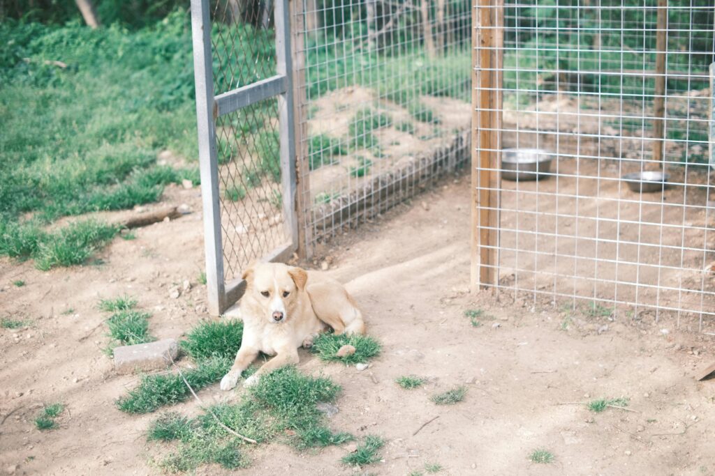 Puppy Safety at Home