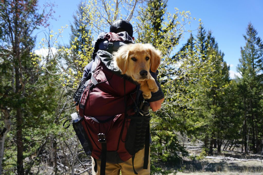 Travel Tips for Texas Puppies