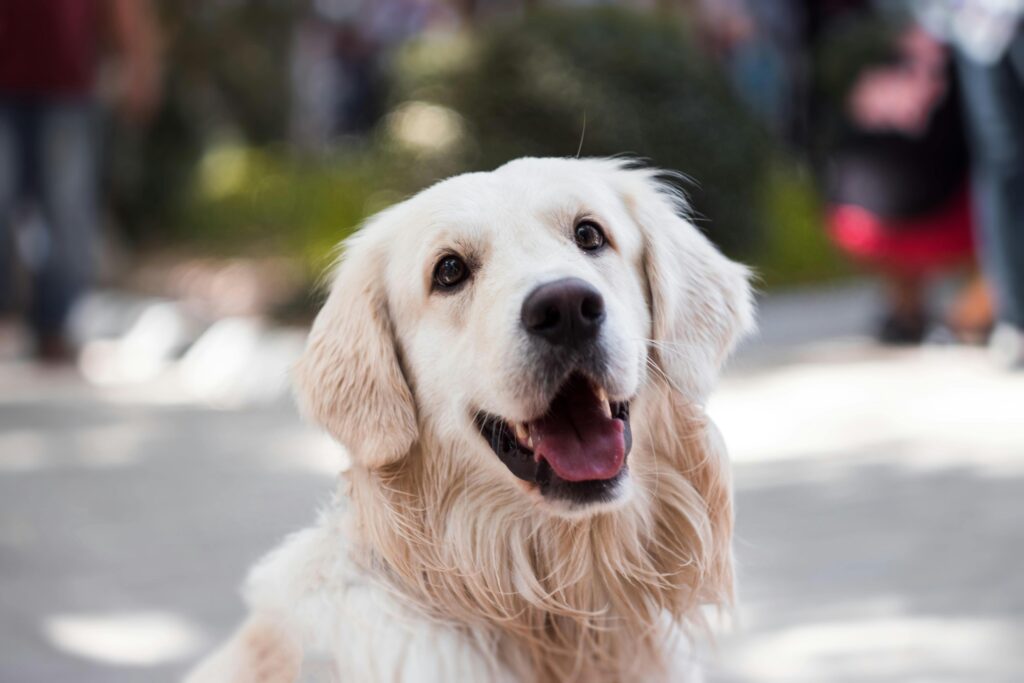 Training Tips for Texas Puppies