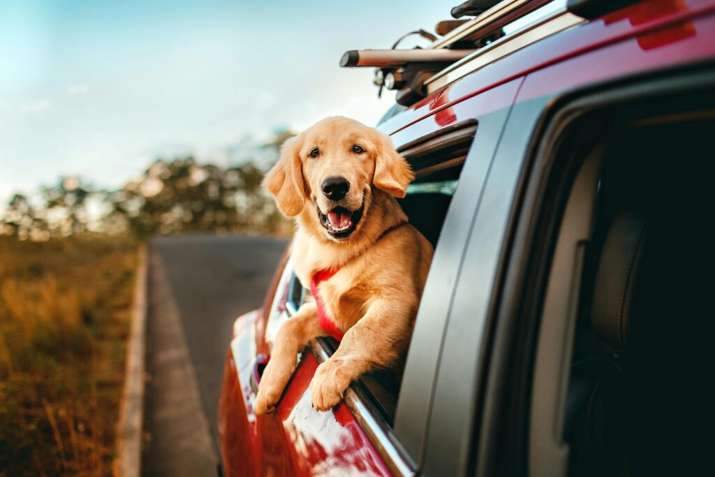 Puppy Road Trips