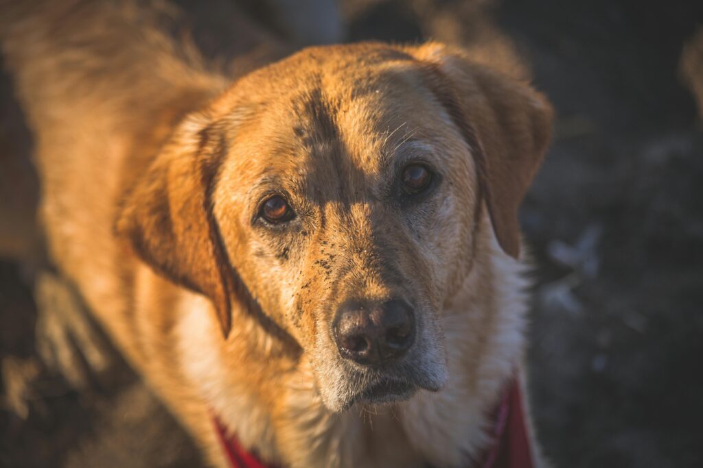 Golden Retriever vs. Labrador Puppy