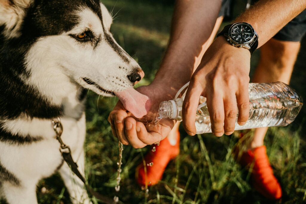 Hot Weather Care for Puppies