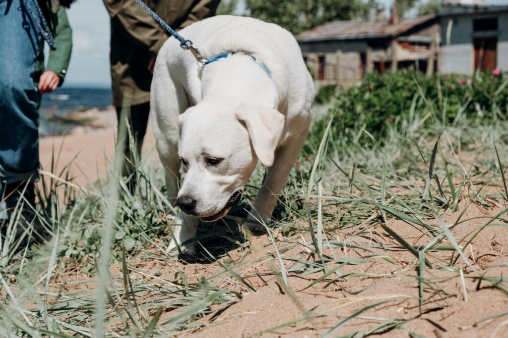 Teaching Your Puppy to Walk on a Leash