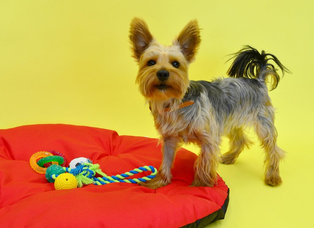 Best Puppy Toys