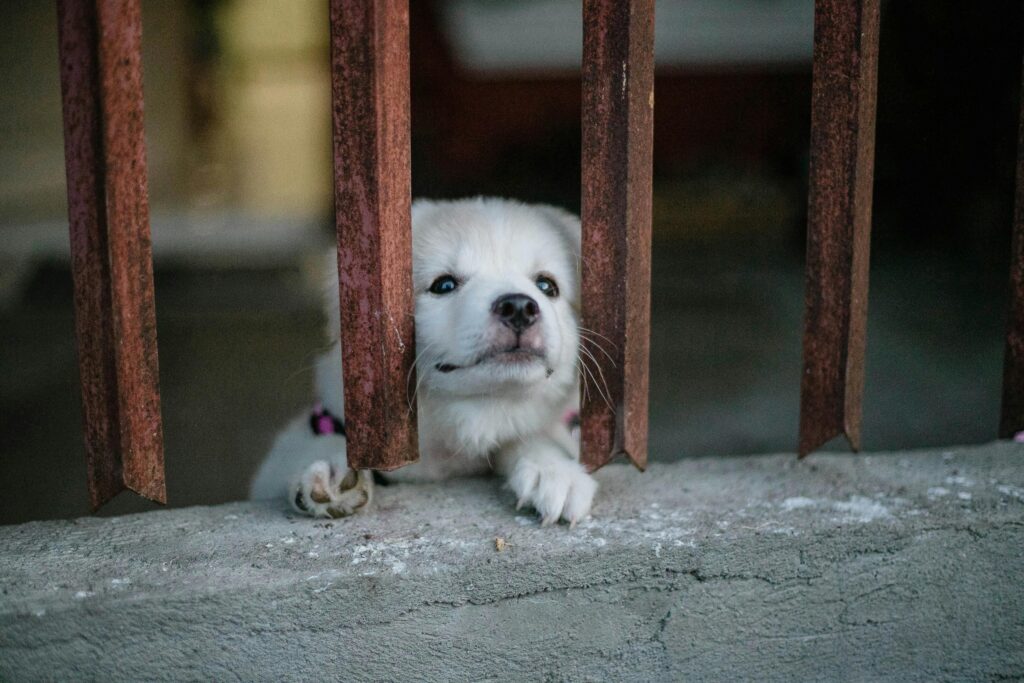 Preventing Puppy Boredom