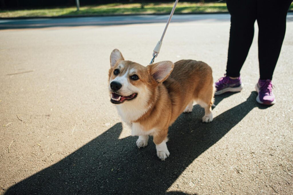 Keep Your Puppy Active and Fit