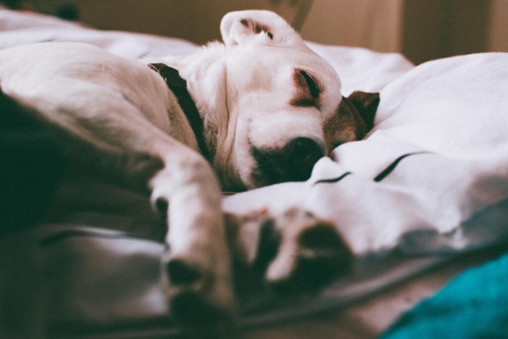 Texas Puppy Sleep Training