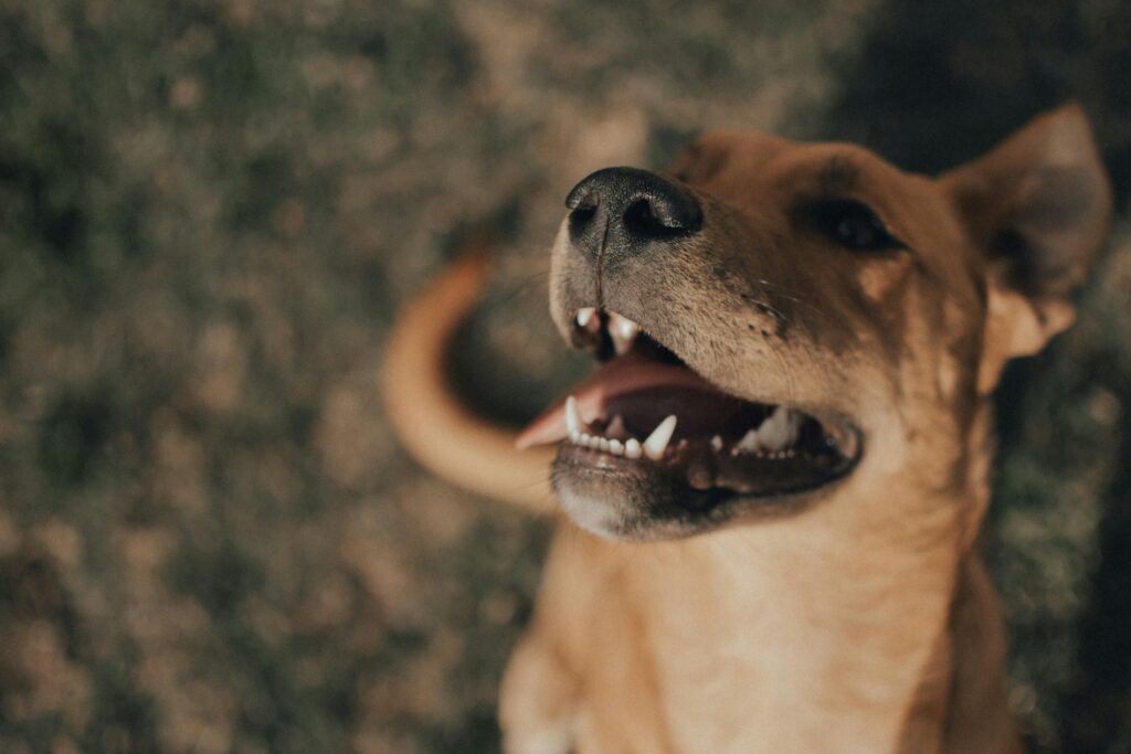 Teething Relief for Puppies