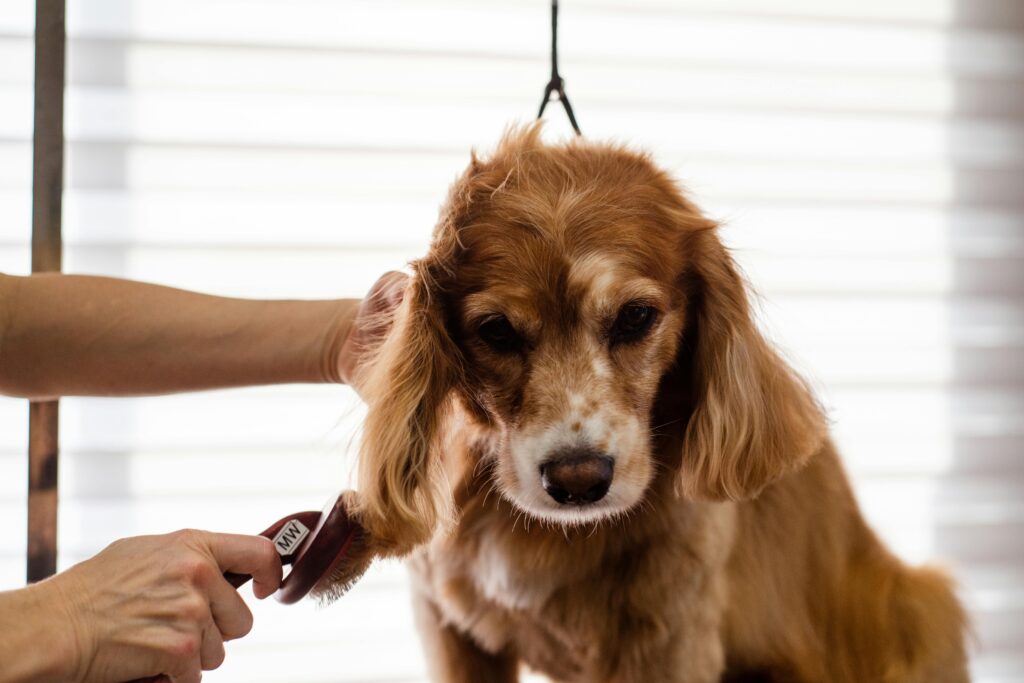 Texas Puppy Grooming Tips