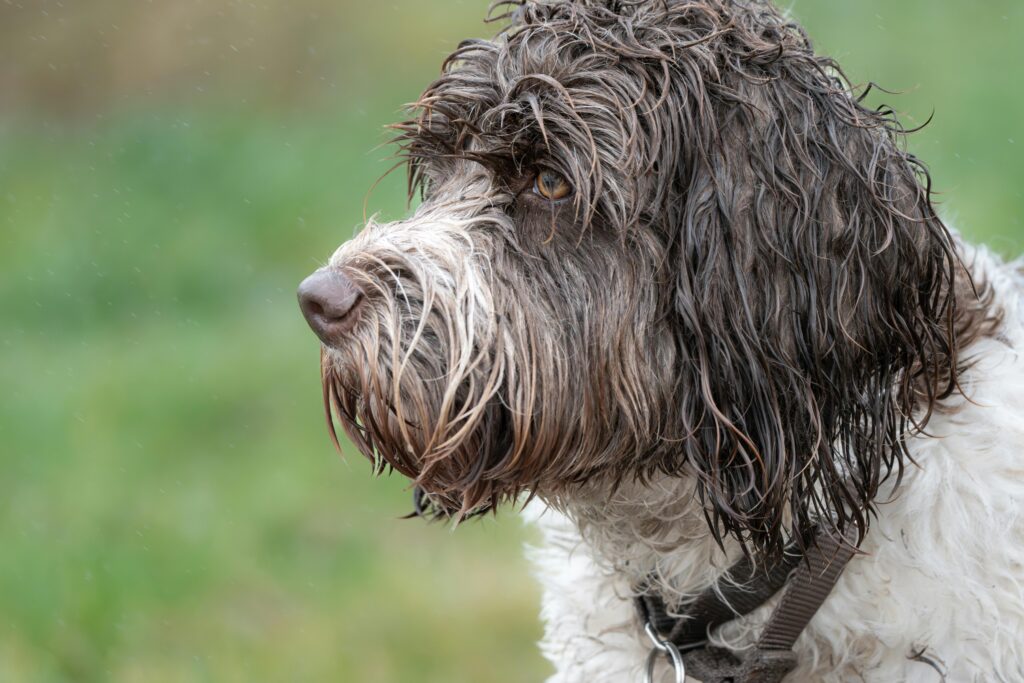 Games for Puppies on Rainy Days