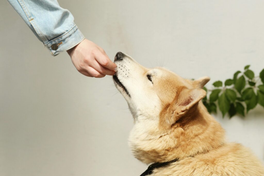 Puppy Dental Care